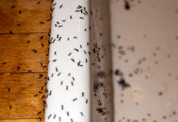 Best Termite Control Services  in Tickfaw, LA
