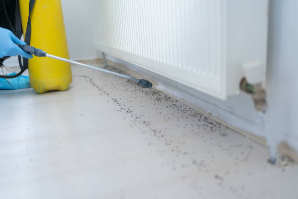 Best Insect Control  in Tickfaw, LA